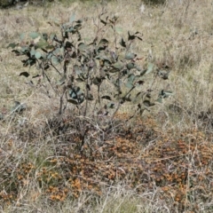 Pultenaea capitellata (Hard-head Bush-pea) at The Tops at Nurenmerenmong - 26 Oct 2023 by peterchandler