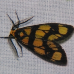 Asura bipars (Asura bipars) at Sheldon, QLD - 6 Jan 2008 by PJH123