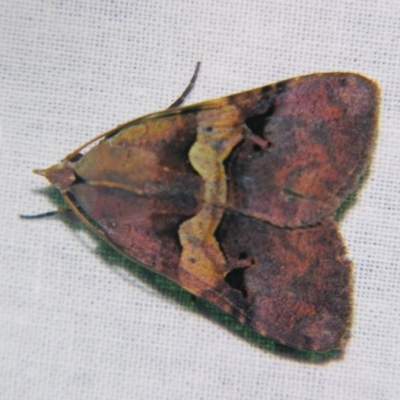 Avatha discolor (Dimorphic Statusmoth) at Sheldon, QLD - 5 Jan 2008 by PJH123