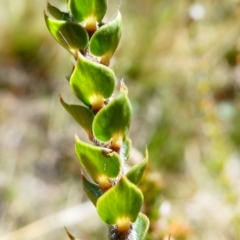 Epacris gunnii at The Tops at Nurenmerenmong - 26 Oct 2023