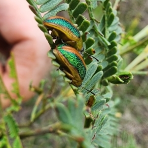 Calomela parilis at Gundaroo, NSW - 16 Jan 2024