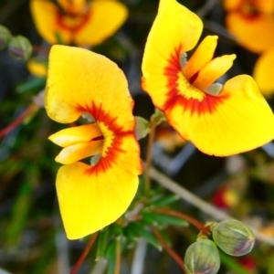 Dillwynia palustris at The Tops at Nurenmerenmong - suppressed