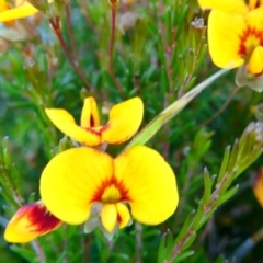 Dillwynia palustris at The Tops at Nurenmerenmong - suppressed