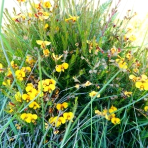 Dillwynia palustris at The Tops at Nurenmerenmong - suppressed