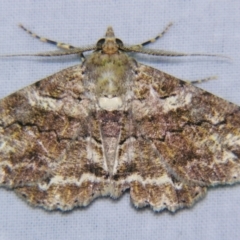 Cleora repetita (Ennominae) at Sheldon, QLD - 5 Jan 2008 by PJH123