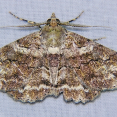 Cleora repetita (Ennominae) at Sheldon, QLD - 5 Jan 2008 by PJH123