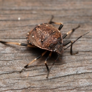 Platycoris rotundatus at Downer, ACT - 16 Jan 2024