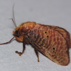 Doratifera quadriguttata and casta (Four-spotted Cup Moth) at Sheldon, QLD - 5 Jan 2008 by PJH123