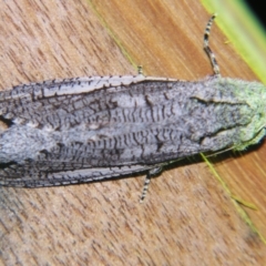 Endoxyla secta (A Wood moth) at Sheldon, QLD - 5 Jan 2008 by PJH123