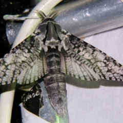 Endoxyla (genus) (Unknown Wood Moth) at Sheldon, QLD - 5 Jan 2008 by PJH123
