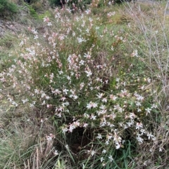 Oenothera lindheimeri (Clockweed) at Coombs, ACT - 16 Jan 2024 by SteveBorkowskis