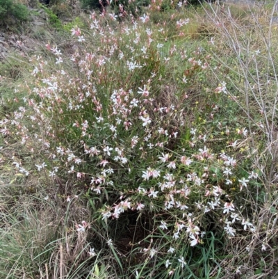 Oenothera lindheimeri (Clockweed) at Coombs, ACT - 16 Jan 2024 by SteveBorkowskis