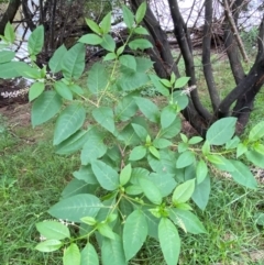 Phytolacca americana (American Pokeweed) at Weston, ACT - 16 Jan 2024 by SteveBorkowskis