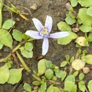 Isotoma fluviatilis subsp. australis at Bluetts Block (402, 403, 12, 11) - 16 Jan 2024 01:38 PM