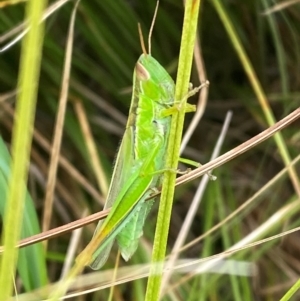 Bermius brachycerus at Kama - 16 Jan 2024