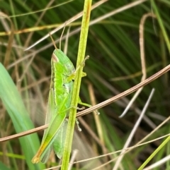 Bermius brachycerus at Kama - 16 Jan 2024