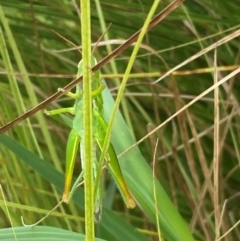 Bermius brachycerus at Kama - 16 Jan 2024