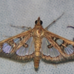Glyphodes microta (A Crambid moth) at Sheldon, QLD - 5 Jan 2008 by PJH123