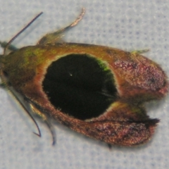 Hoplomorpha abalienella (Hoplomorpha abalienella) at Sheldon, QLD - 6 Jan 2008 by PJH123