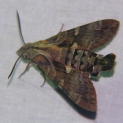 Macroglossum errans (Australian Hummingbird Hawkmoth) at Sheldon, QLD - 5 Jan 2008 by PJH123