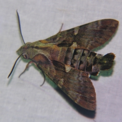 Macroglossum errans (Australian Hummingbird Hawkmoth) at  - suppressed by PJH123