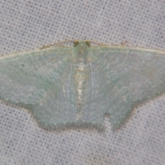 Poecilasthena thalassias (Sea-blue Delicate) at Sheldon, QLD - 6 Jan 2008 by PJH123