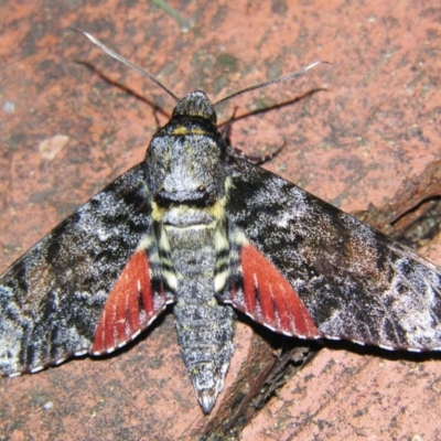 Tetrachroa edwardsi ( (A Hawk moth) at Sheldon, QLD - 5 Jan 2008 by PJH123