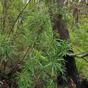 Lomatia myricoides at Tallaganda National Park - 16 Jan 2024 05:51 PM