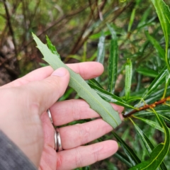 Lomatia myricoides at Tallaganda National Park - 16 Jan 2024