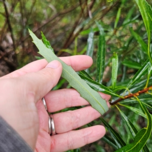 Lomatia myricoides at Tallaganda National Park - 16 Jan 2024