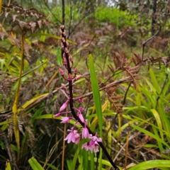 Dipodium roseum (Rosy Hyacinth Orchid) at QPRC LGA - 16 Jan 2024 by Csteele4