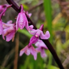 Dipodium roseum at QPRC LGA - suppressed