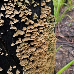 Stereum hirsutum (Hairy Curtain Crust) at Forbes Creek, NSW - 16 Jan 2024 by Csteele4