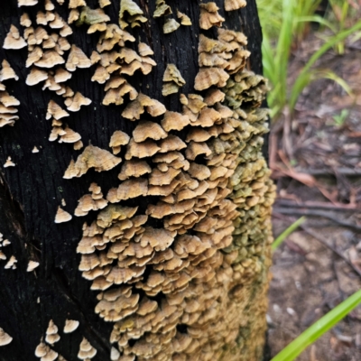 Stereum hirsutum (Hairy Curtain Crust) at Forbes Creek, NSW - 16 Jan 2024 by Csteele4