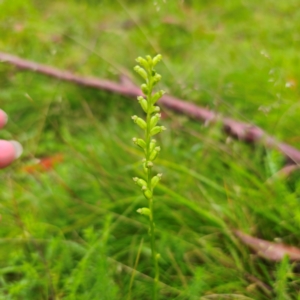 Microtis parviflora at QPRC LGA - 16 Jan 2024