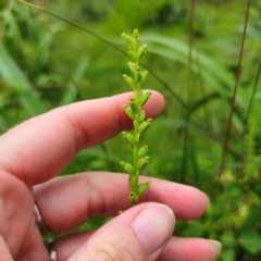 Microtis parviflora at QPRC LGA - 16 Jan 2024