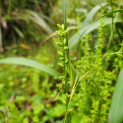 Microtis parviflora at QPRC LGA - 16 Jan 2024