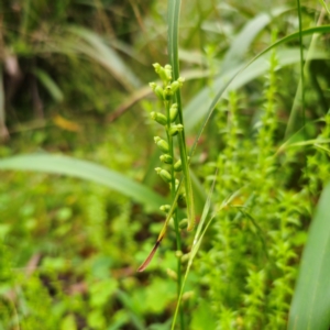 Microtis parviflora at QPRC LGA - 16 Jan 2024