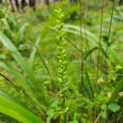 Microtis parviflora at QPRC LGA - 16 Jan 2024