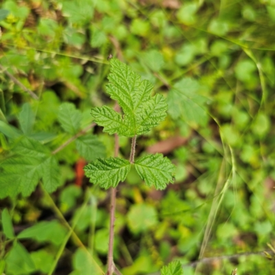 Rubus parvifolius (Native Raspberry) at Palerang, NSW - 16 Jan 2024 by Csteele4