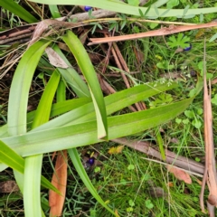 Dianella tasmanica at Tallaganda National Park - 16 Jan 2024