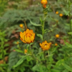 Xerochrysum bracteatum (Golden Everlasting) at Palerang, NSW - 16 Jan 2024 by Csteele4