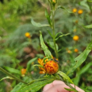 Xerochrysum bracteatum at Tallaganda National Park - 16 Jan 2024