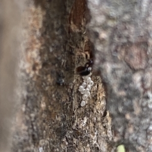 Acrodipsas myrmecophila at suppressed - suppressed