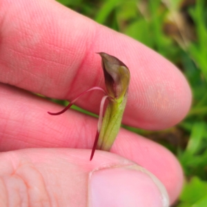 Chiloglottis sp. at Tallaganda National Park - suppressed