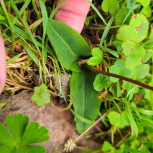 Chiloglottis sp. at Tallaganda National Park - suppressed