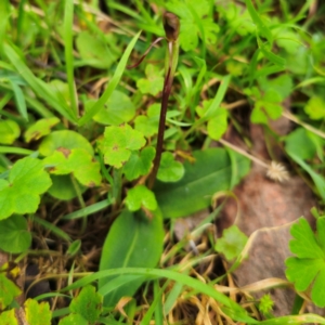 Chiloglottis sp. at Tallaganda National Park - suppressed