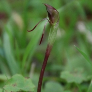 Chiloglottis sp. at Tallaganda National Park - suppressed