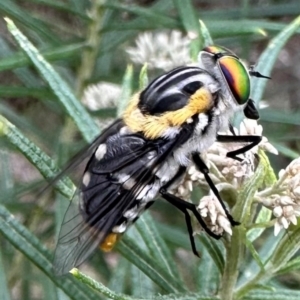 Scaptia (Scaptia) auriflua at Mount Ainslie - 29 Dec 2023