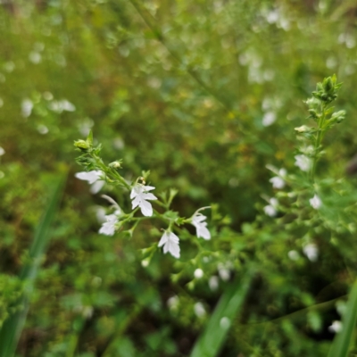 Teucrium corymbosum (Forest Germander) at QPRC LGA - 16 Jan 2024 by Csteele4